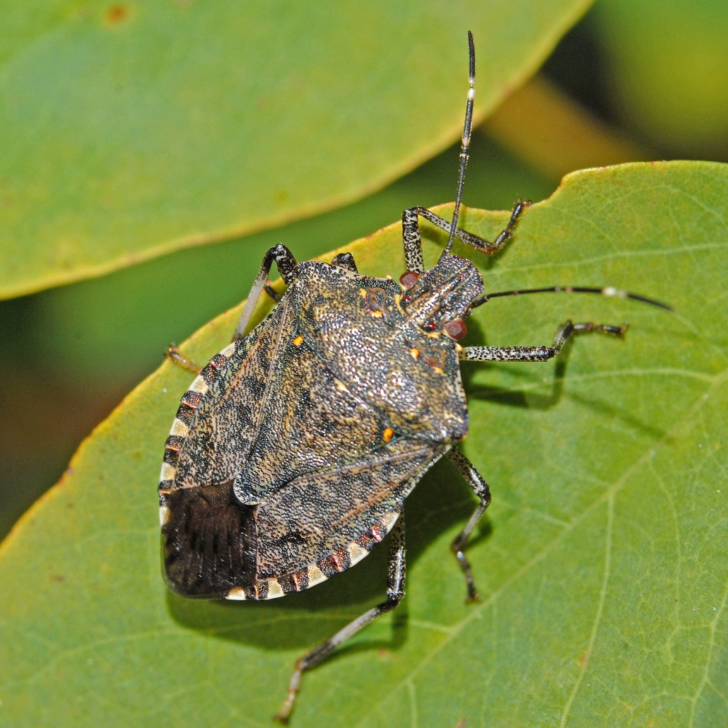 Measures against the Brown Marmorated Stink Bug